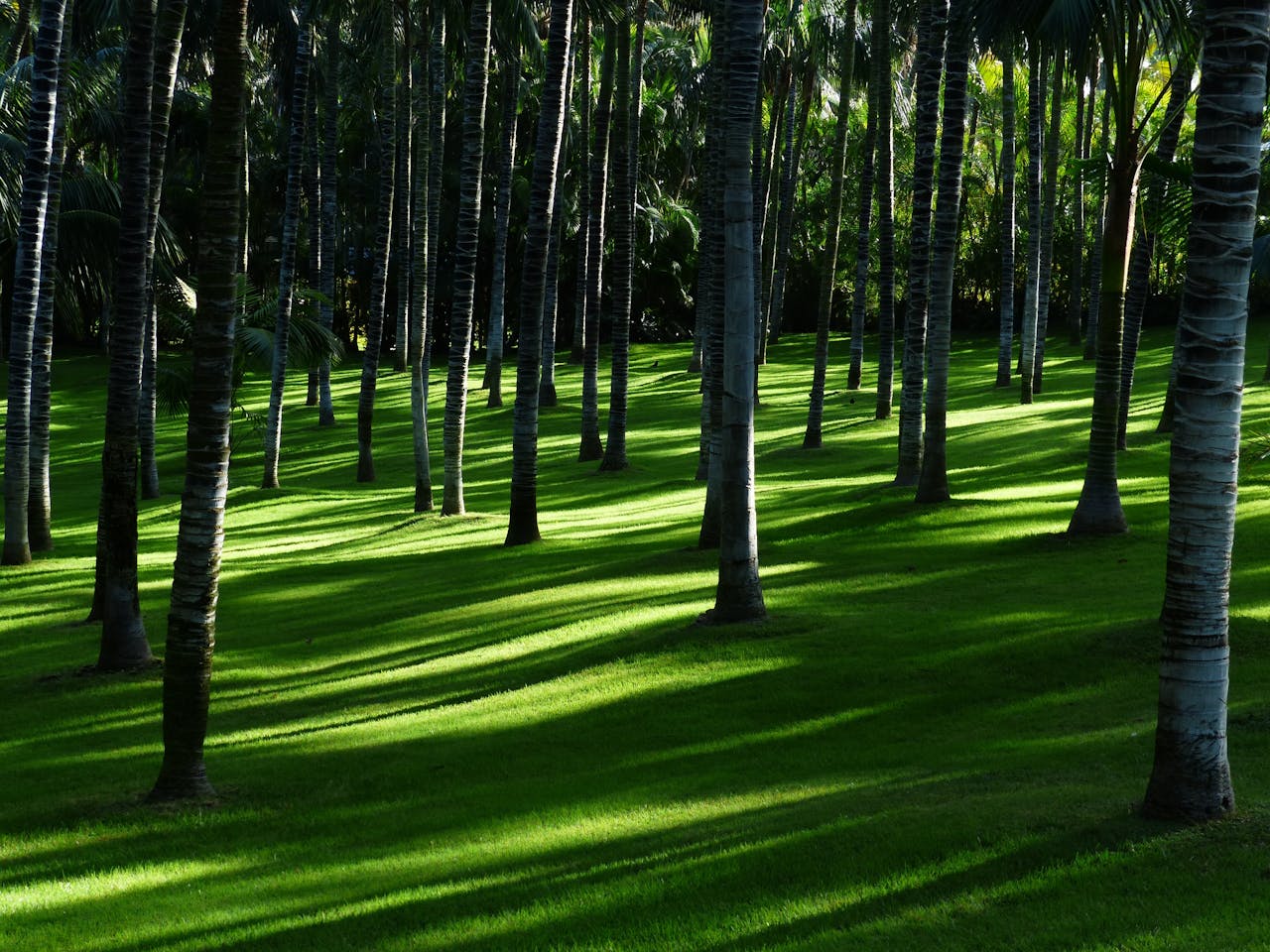 Tranquil coconut palm grove casting gentle shadows on vibrant green grass.